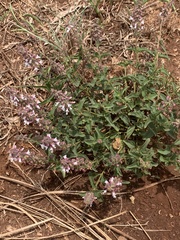 Syncolostemon
