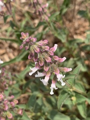 Syncolostemon