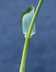 Echinochloa crus-galli