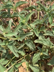 Syncolostemon