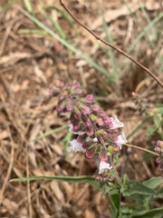 Syncolostemon