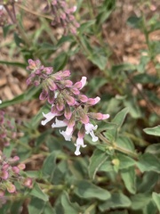 Syncolostemon