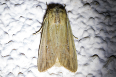 Leucania oaxacana