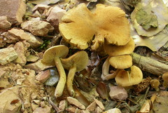 Inocybe dulcamara