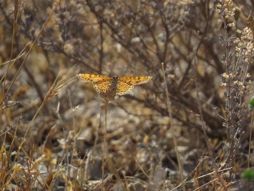 Spotted Fritillary photo 6