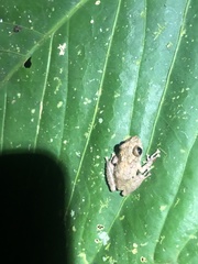 Pristimantis altamazonicus
