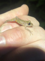 Pristimantis altamazonicus