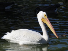 Pelecanus erythrorhynchos