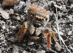 Phidippus arizonensis