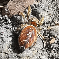 Phidippus arizonensis