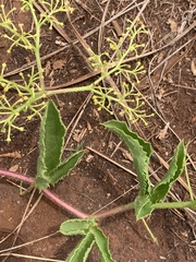 Cyphostemma spinosopilosum