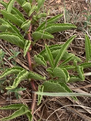 Cyphostemma spinosopilosum