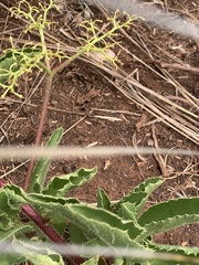 Cyphostemma spinosopilosum