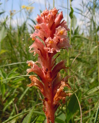 Orobanche kochii