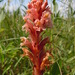 Orobanche kochii - Photo (c) cpu, μερικά δικαιώματα διατηρούνται (CC BY-NC), uploaded by cpu