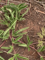 Cyphostemma spinosopilosum