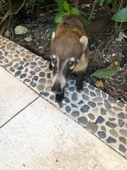 Nasua narica nelsoni