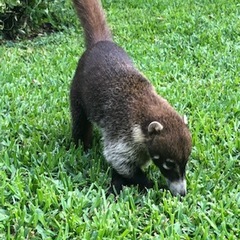 Nasua narica nelsoni