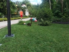 Nasua narica nelsoni