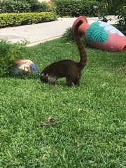 Nasua narica nelsoni