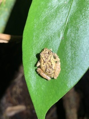 Pristimantis incomptus