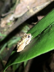 Pristimantis incomptus