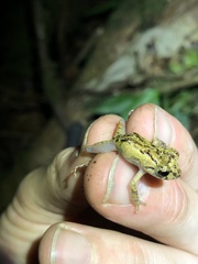 Pristimantis incomptus