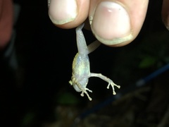 Pristimantis incomptus