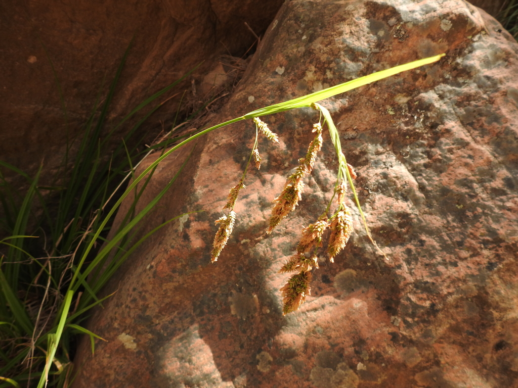 Carex fecunda