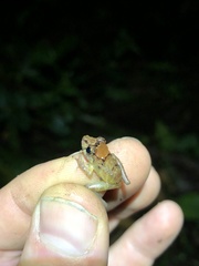 Pristimantis altamnis