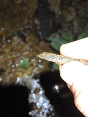 Potamites ecpleopus