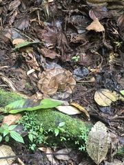 Bothrocophias microphthalmus