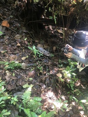 Bothrocophias microphthalmus