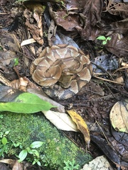 Bothrocophias microphthalmus