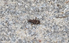 Cicindela gemmata