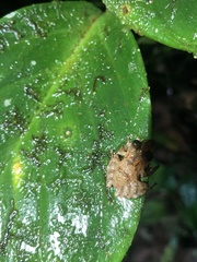 Pristimantis prolatus