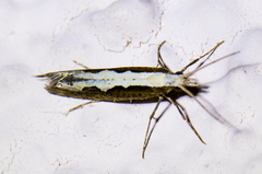 Agnippe prunifoliella