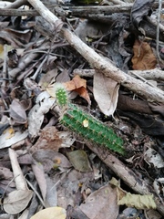 Acanthocereus hesperius