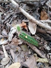 Acanthocereus hesperius