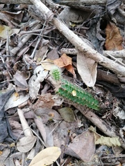 Acanthocereus hesperius
