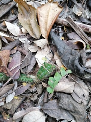 Acanthocereus hesperius
