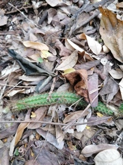Acanthocereus hesperius
