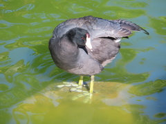 Fulica americana