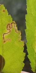 Stigmella apicialbella