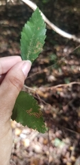 Stigmella apicialbella