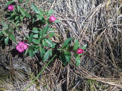 Oenothera deserticola