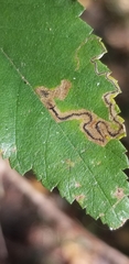 Stigmella apicialbella