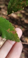 Stigmella apicialbella