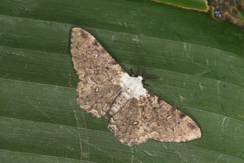 Thyrinteina arnobia