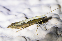 Agnippe prunifoliella